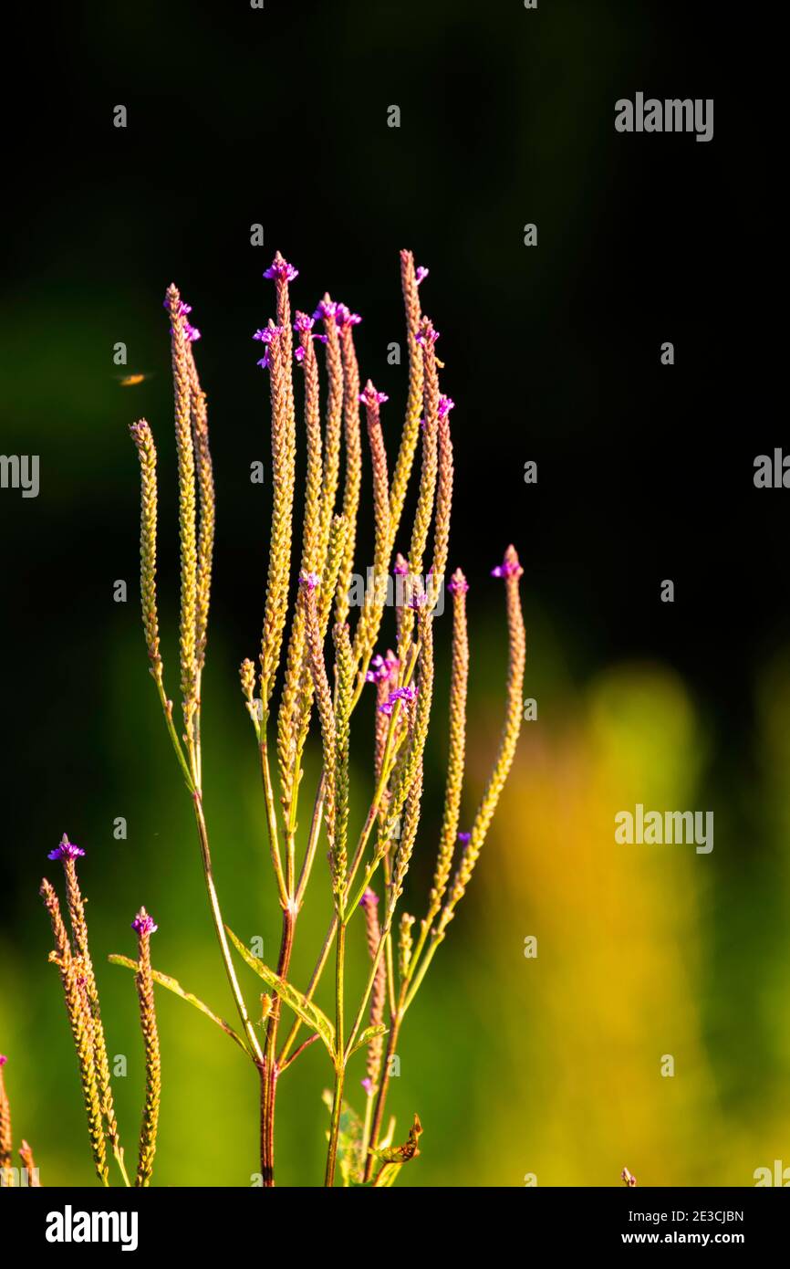 Eine Wildblume irgendeiner Art mit hohen Stielen, die kleine magentafarbene Blumen an den Enden von ihnen haben. Stockfoto
