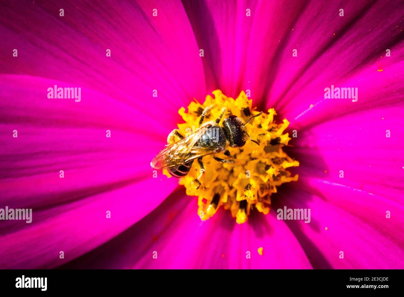Eine brillante magentafarbene Blume hat eine kleine Biene zu ihrem pollenbeladenen Zentrum angezogen. Aufgenommen mit einem Makroobjektiv. Stockfoto