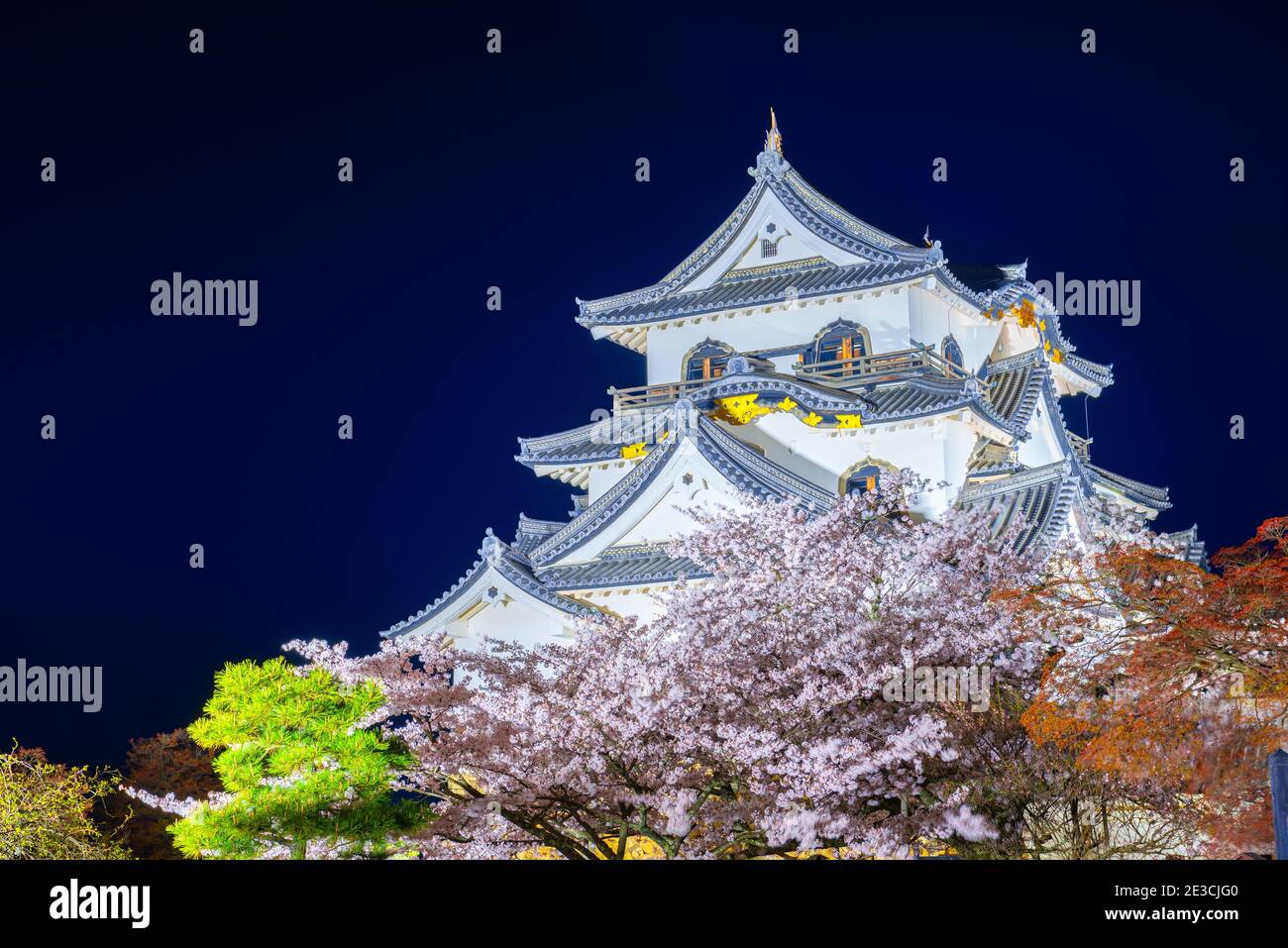 Hikone Castle während der Frühjahrssaison in der Nacht in Hikone, Japan. Stockfoto