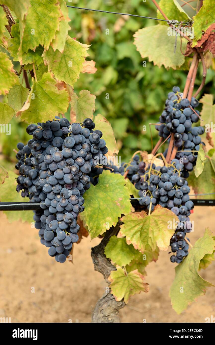 Italien, Sardinien, Tertenia: Reife Trauben in Weinbergen Stockfoto