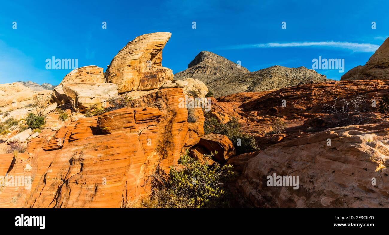 Turtle Head Peak über Sandstein Slickrock auf dem Calico Hills Tank Trail, Red Rock Canyon National Conservation Area, Las Vegas, Nevada, USA Stockfoto