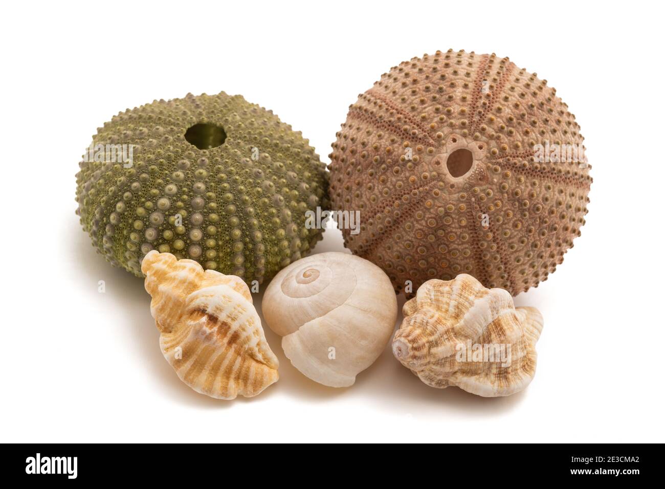 Seeigel und Muscheln isoliert auf weiß Stockfoto