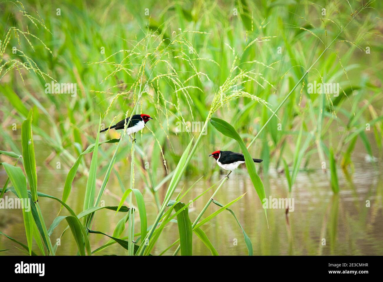 Rote Kardinäle unter Schilf in Peru Stockfoto