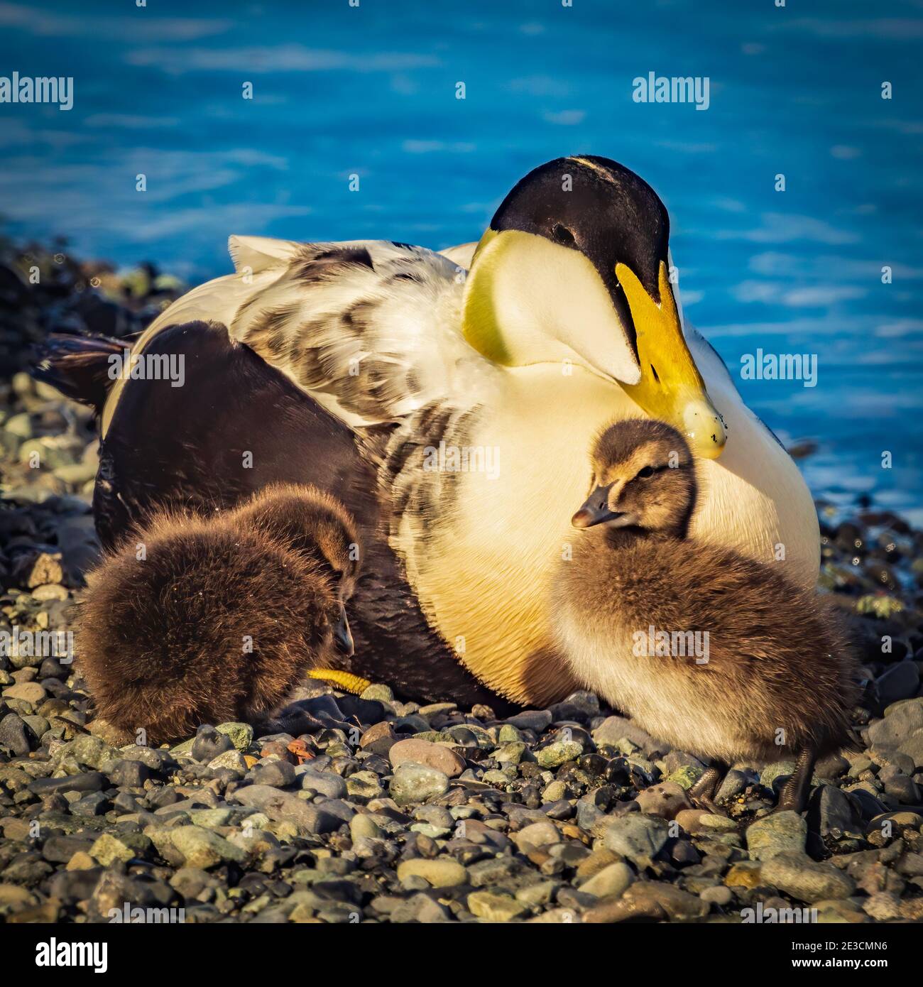 Gemeiner Eider mit zwei Küken in Island Stockfoto