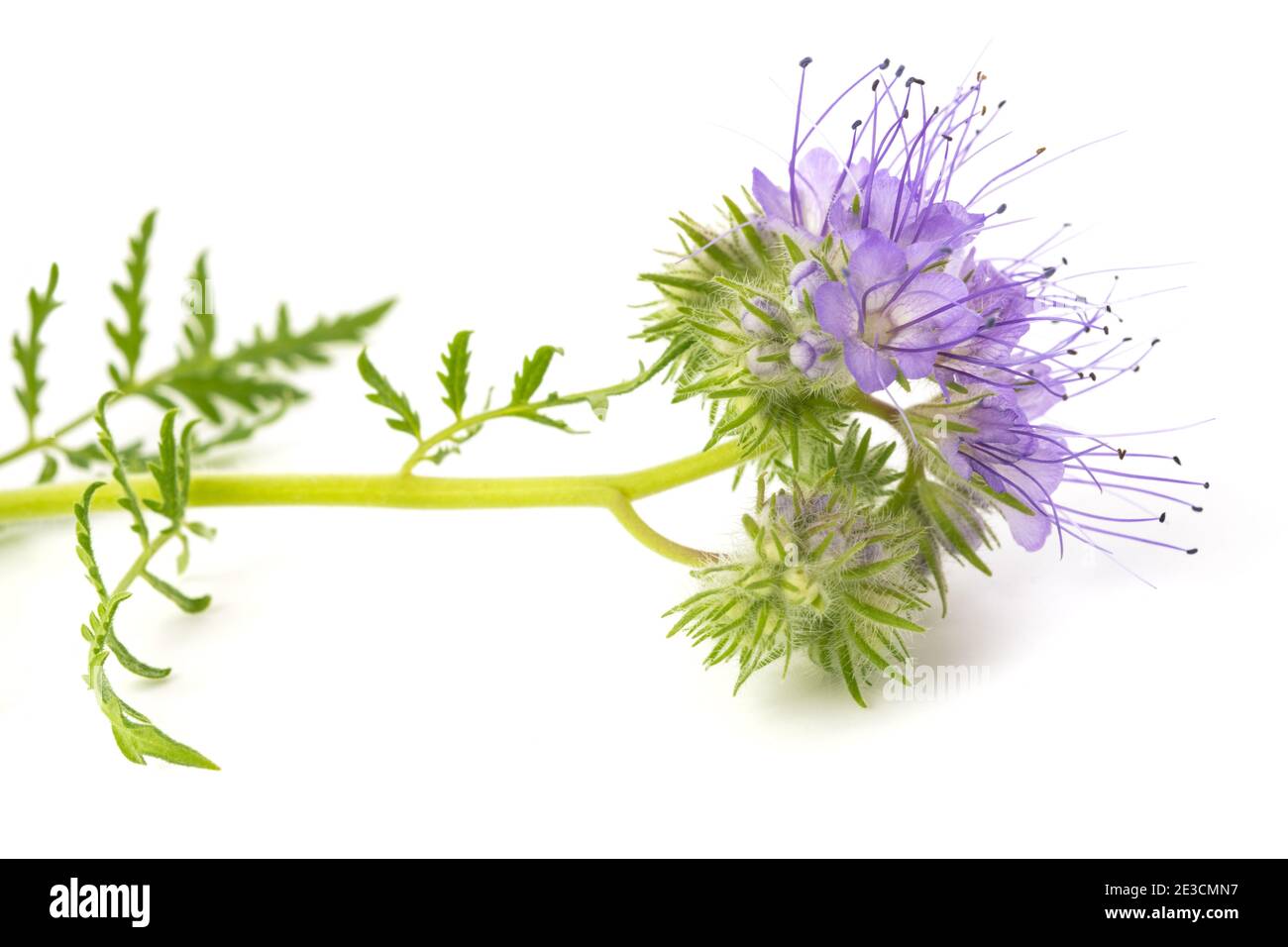 Lacy Phacelia, blau oder violett tansy Rainfarn auf weißem Hintergrund Stockfoto