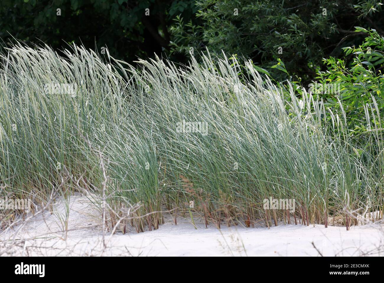 Wilde Gräser wachsen auf Sanddünen. Dies sind Pflanzen, die oft am Strand  der Küste der Ostsee wachsen, hier in Kolobrzeg in Polen Stockfotografie -  Alamy
