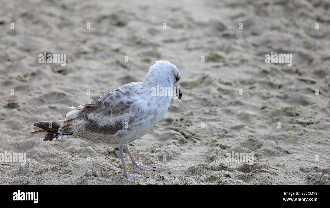 Ein Sandstrand mit nur einer Möwe, die darauf läuft. Dieser Vogel wurde am Strand in Kolobrzeg in Polen beobachtet. Stockfoto