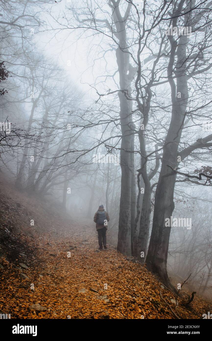 Mann, der in einem beängstigenden Nebelwald läuft. Bunte Landschaft mit nebligen Wald, orange Laub im Herbst. Feenwald im Herbst. Herbstwälder. Verzauberte Bäume. Stockfoto