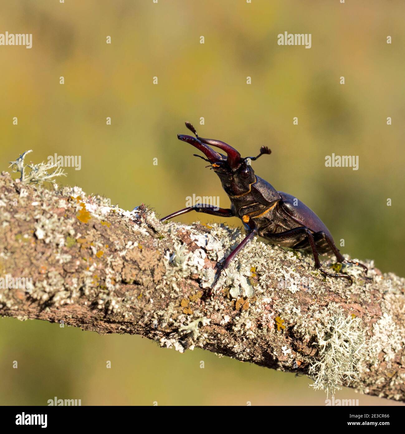 Europäischer Hirschkäfer (Lucanus cervius) Stockfoto