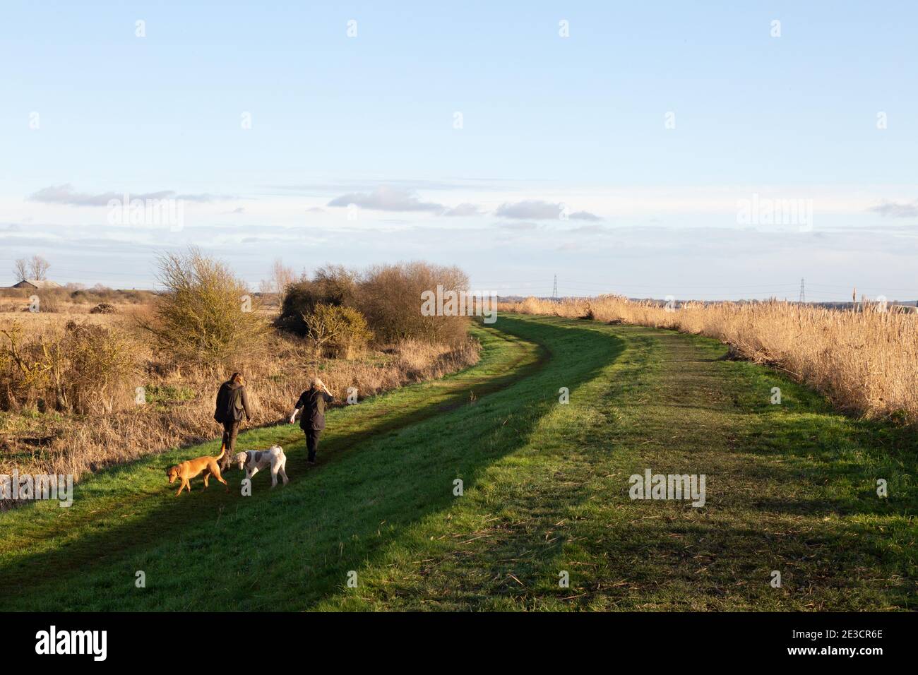 Menschen auf dem Land in Großbritannien. Wanderer mit ihren Hunden in Burwell Fen, Wandern im januar Sonnenschein im Winter, Burwell, Cambridgeshire East Anglia Großbritannien Stockfoto