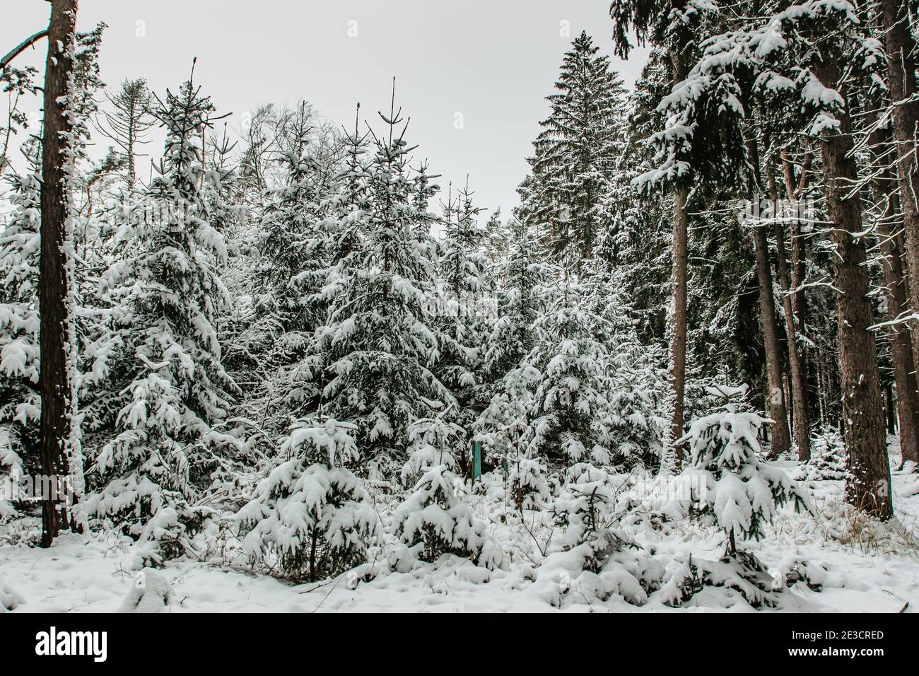 Schneebedeckte Bäume im Winterwald.Weihnachtsurlaub Hintergrund mit Verschneite Tannen.Frostiger kalter Tag im Freien, ruhige frische Szene.eiskalten Wetter Stockfoto