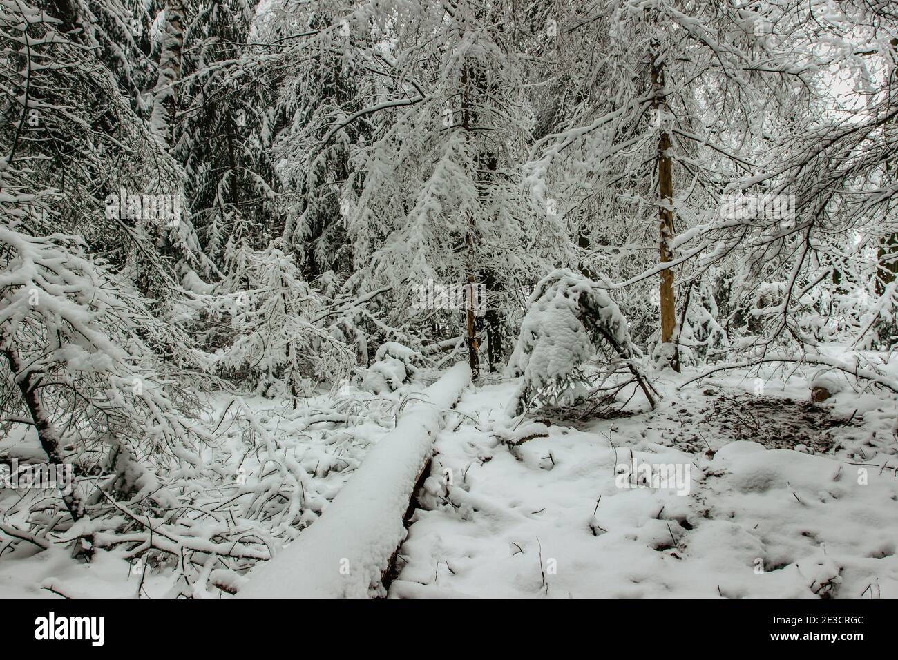 Schneebedeckte Bäume im Winterwald.Weihnachtsurlaub Hintergrund mit Verschneite Tannen.Frostiger kalter Tag im Freien, ruhige frische Szene.eiskalten Wetter Stockfoto