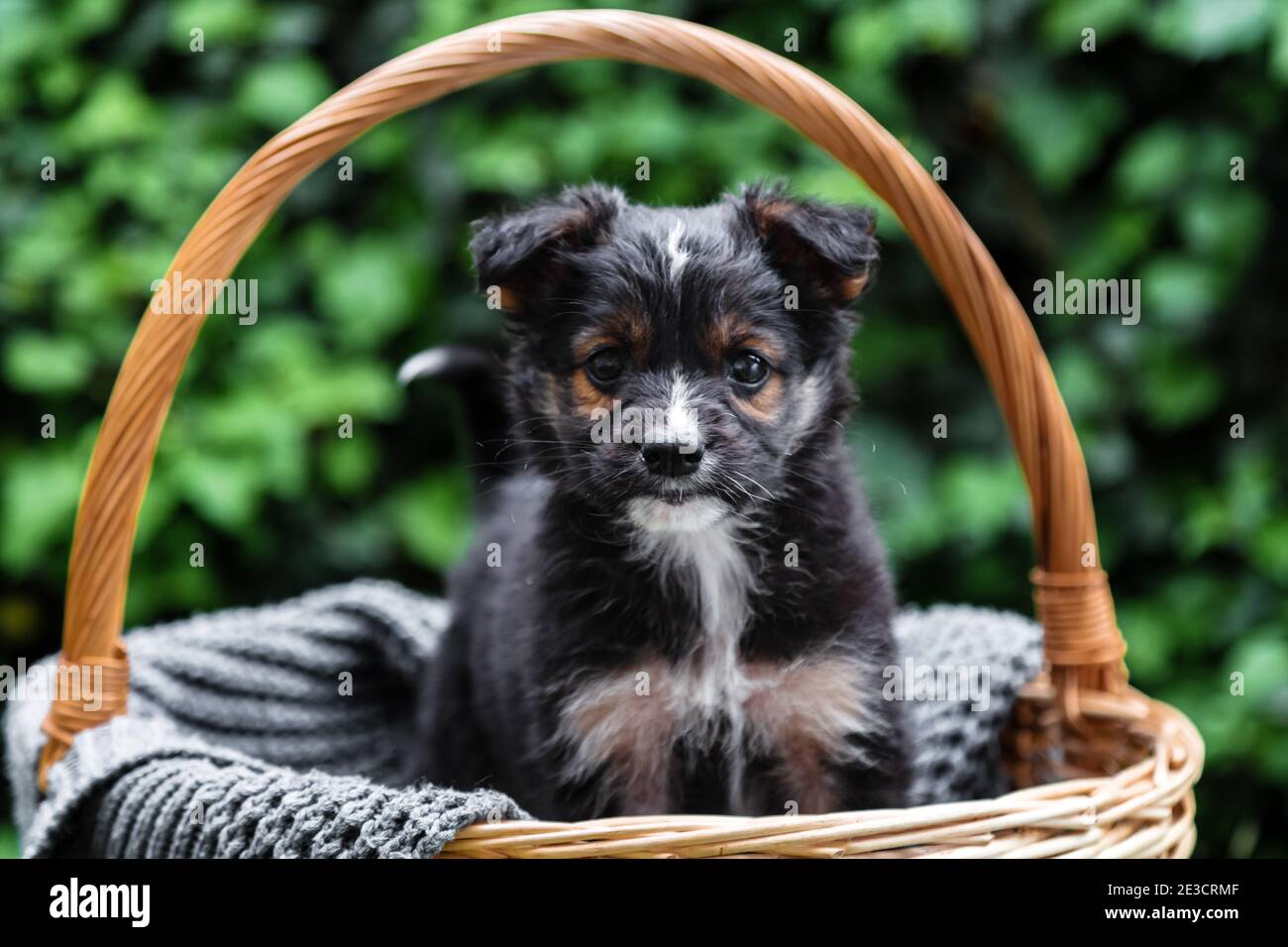 Schwarzer Welpe Hund Porträt. Hund sitzt im Korb draußen. Tiergeschenk zum valentinstag. Happy Dog sitzt im Sommer auf einer grauen Decke. Stockfoto