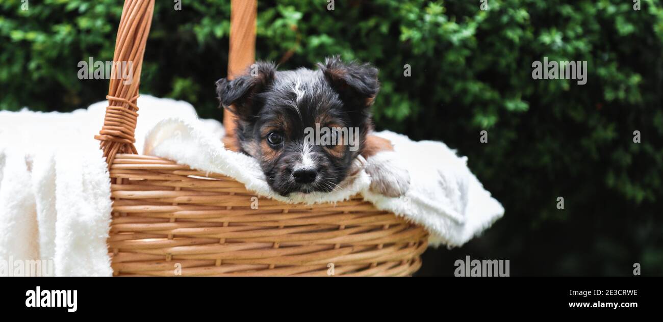 Happy schwarz Welpen sitzt im Korb auf dem Hintergrund der grünen Natur. Fröhlicher Hundehuh, nicht reinrassig auf weißer Decke draußen im Sommer. Langes Webbanner Stockfoto