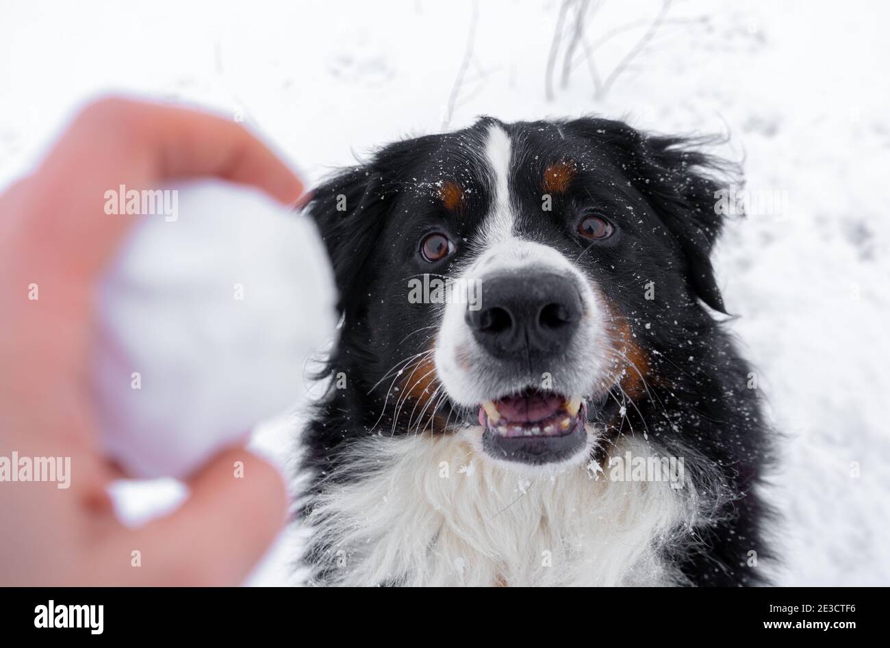 Berner Berghund mit Schnee auf dem Kopf. Fröhlicher Hundespaziergang im Winter bei schneebedecktem Wetter Stockfoto