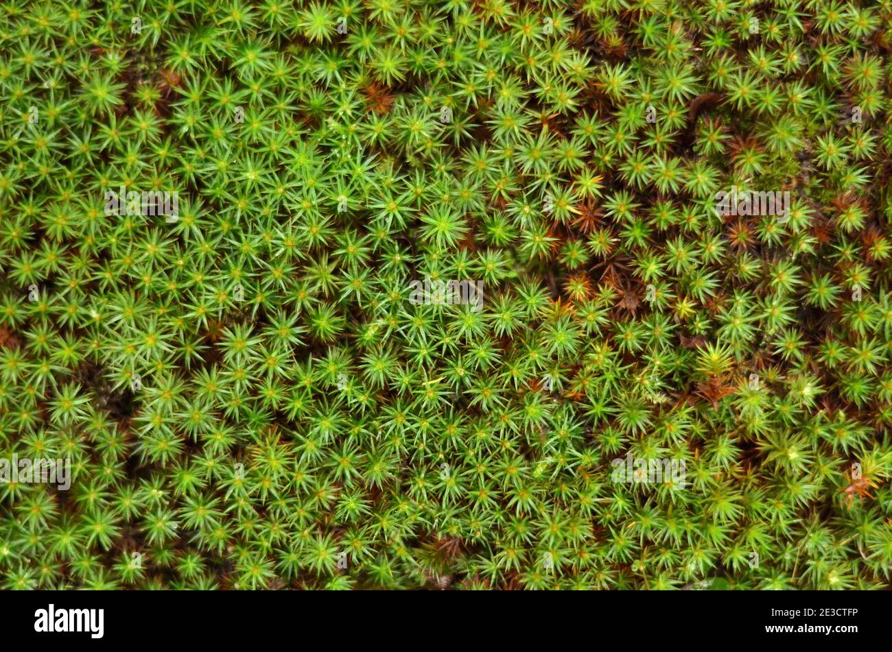 Kommune Polytrichum, auch bekannt als Haarmütze Moos. Grün Moos Textur Hintergrund, Draufsicht. Stockfoto