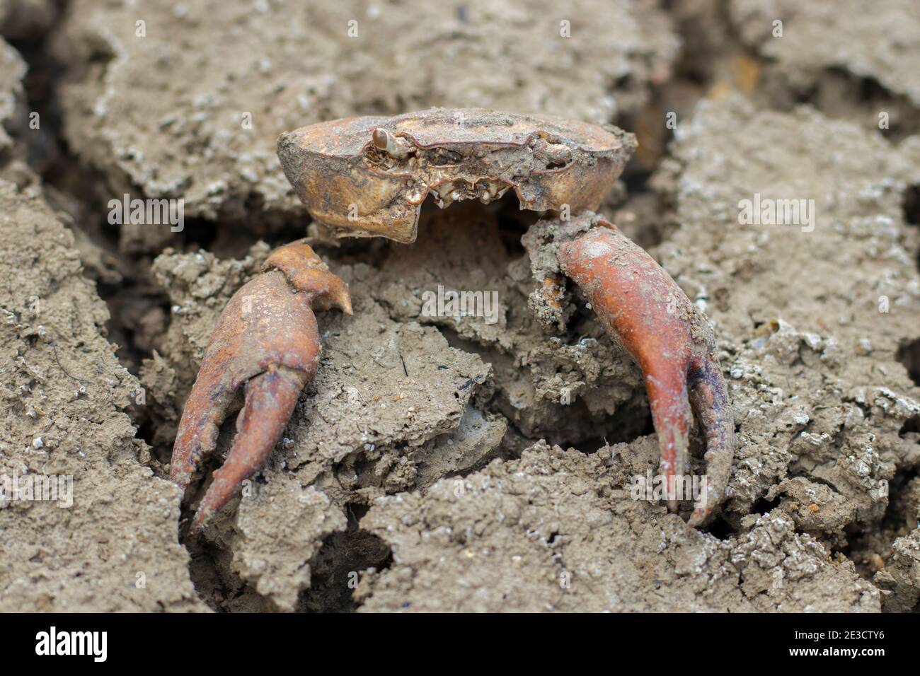 Eine tote Krabbe ist auf dem rauen Boden zu sehen. Mangel an Wasser hat das Leben gekostet Stockfoto