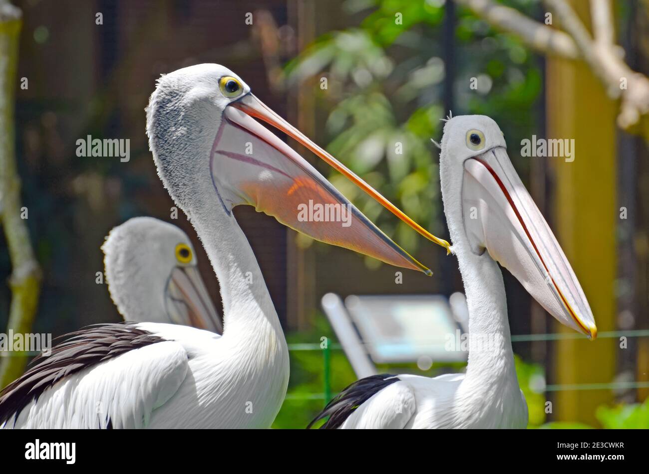 Zwei Pelikane aus nächster Nähe in einem tropischen Park auf einer grünen Wiese. Stockfoto