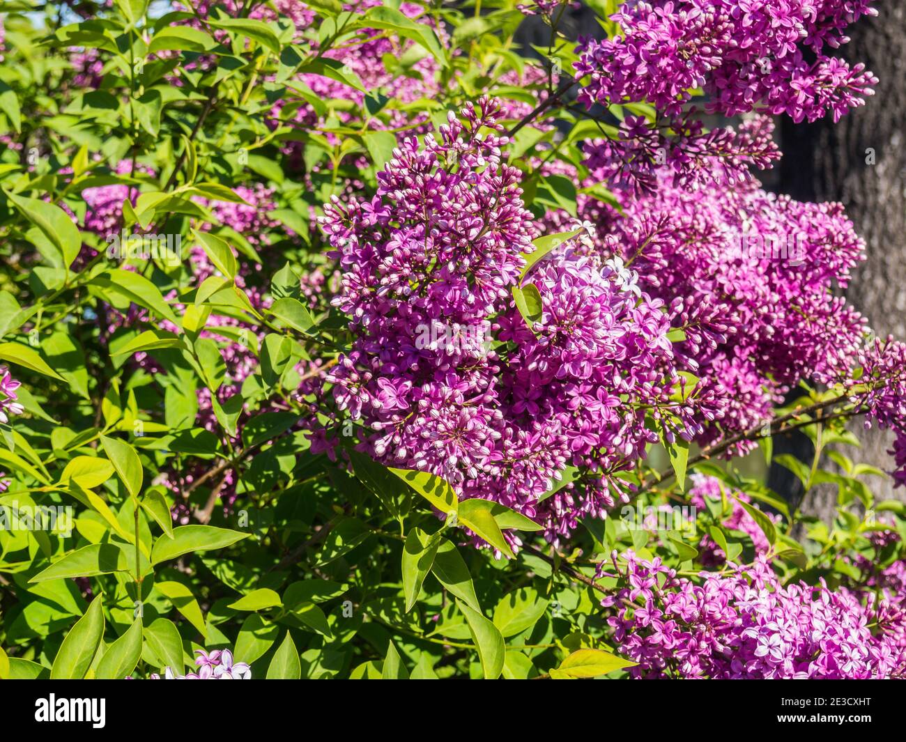 Rosa Flieder blüht im Botanischen Garten Stockfoto