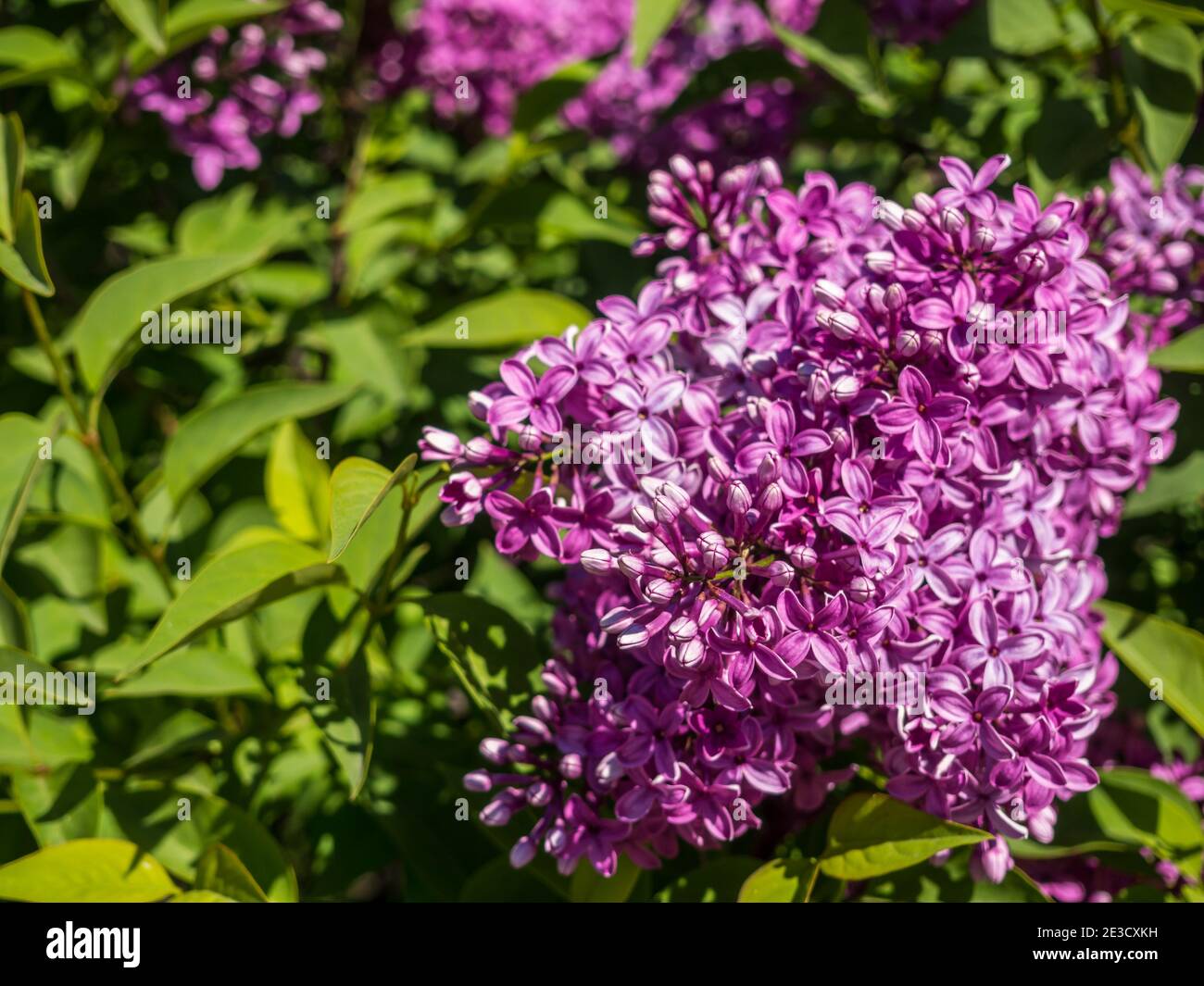 Rosa Flieder blüht im Botanischen Garten im Frühling Stockfoto