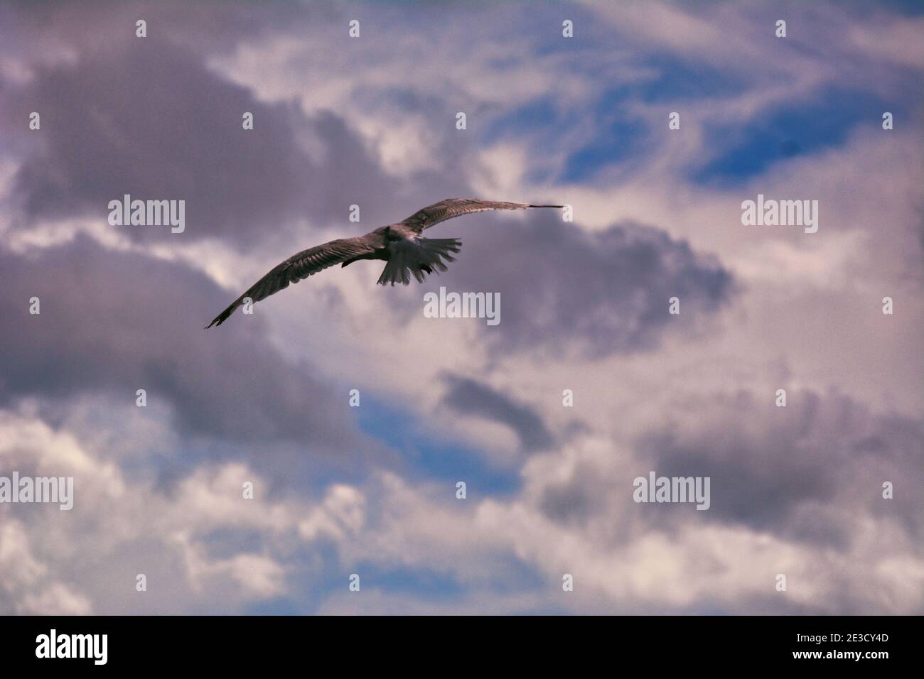 Möwen fliegen. Stockfoto