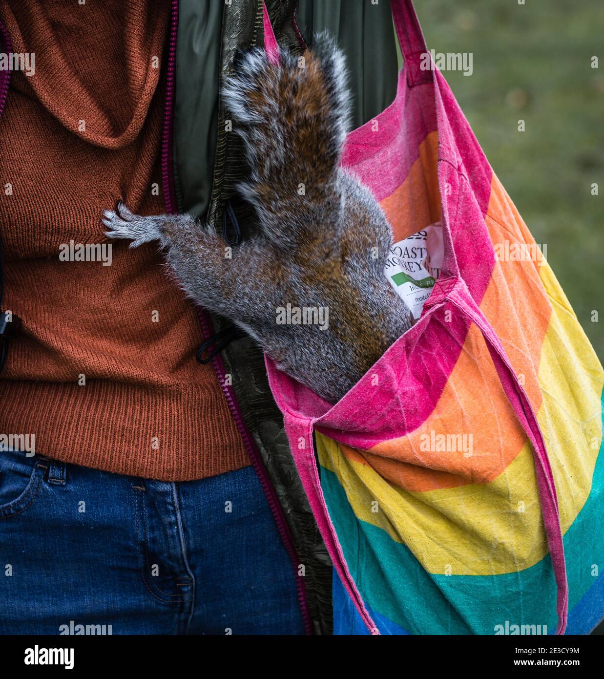 Ein magischer Moment, wenn ein tapferes und frech Eichhörnchen taucht in eine Dame Handtasche, um nach Nahrung zu suchen. Stockfoto Ein magischer Moment, wenn ein tapferes und frech Eichhörnchen taucht in eine Dame Handtasche, um nach Nahrung zu suchen. Stockfoto