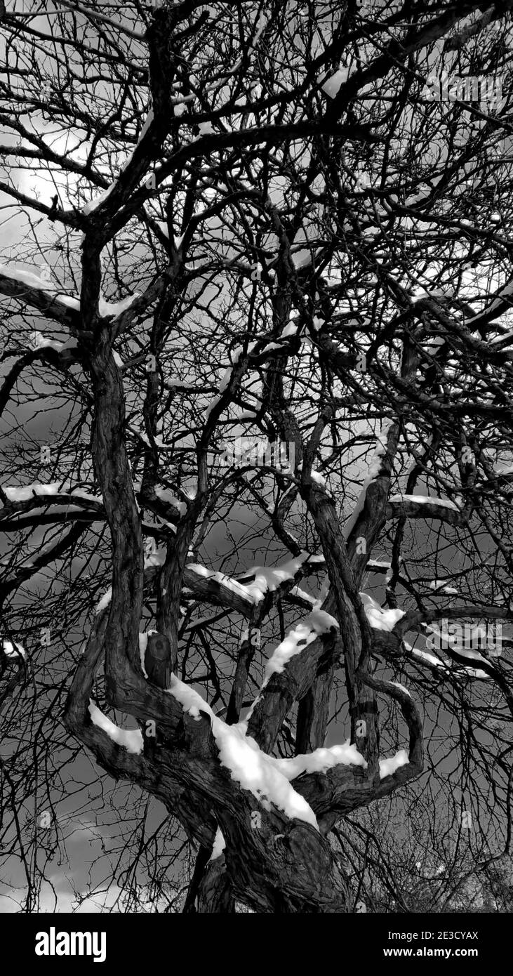 Äste eines mit Schnee bedeckten Baumes gegen den Himmel, schwarz und weiß Stockfoto