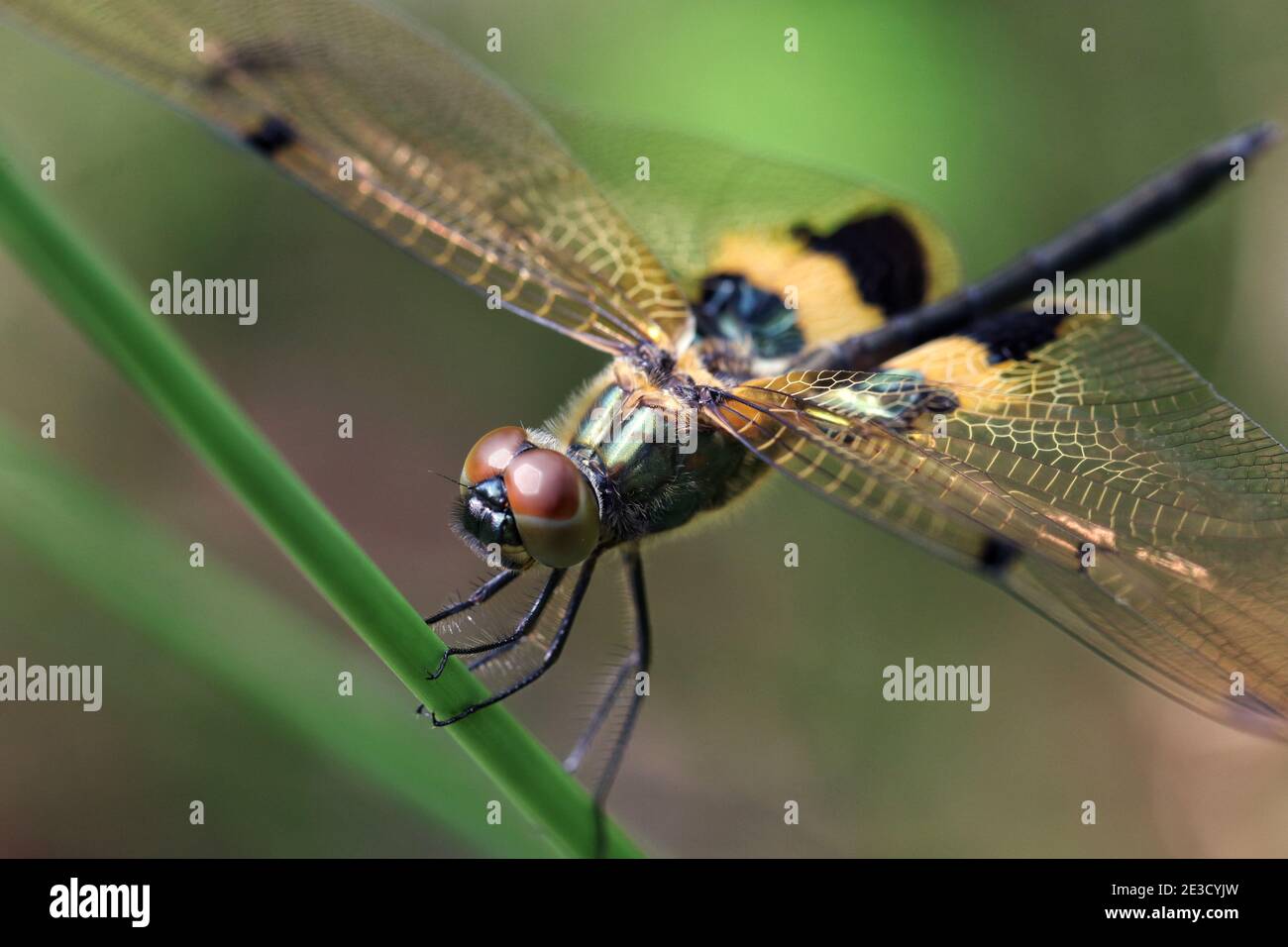 Insekt auf Pflanze Stockfoto