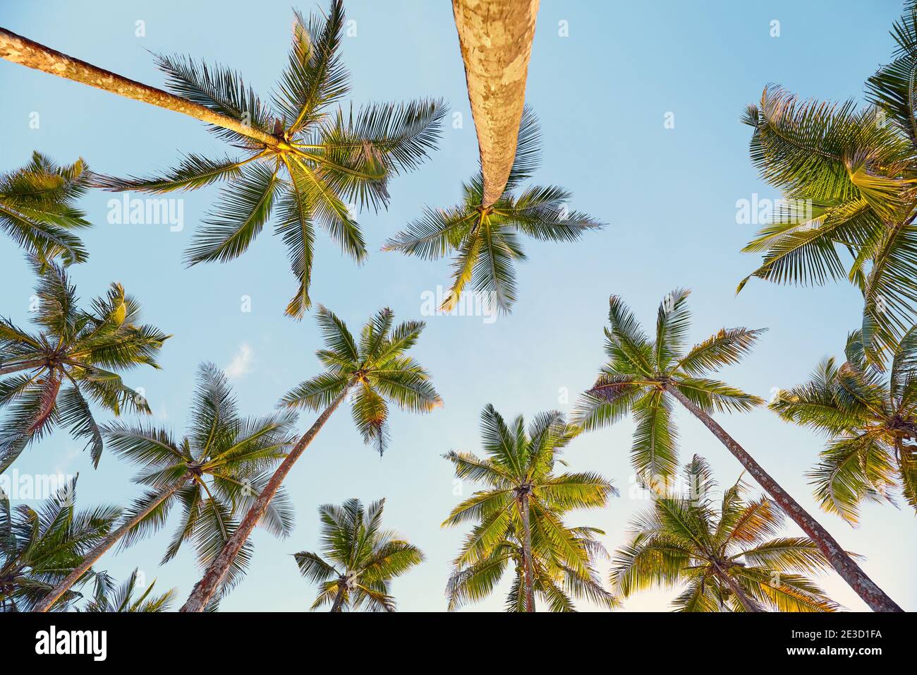 Blick auf Kokospalmen, Sommer Natur Hintergrund. Stockfoto