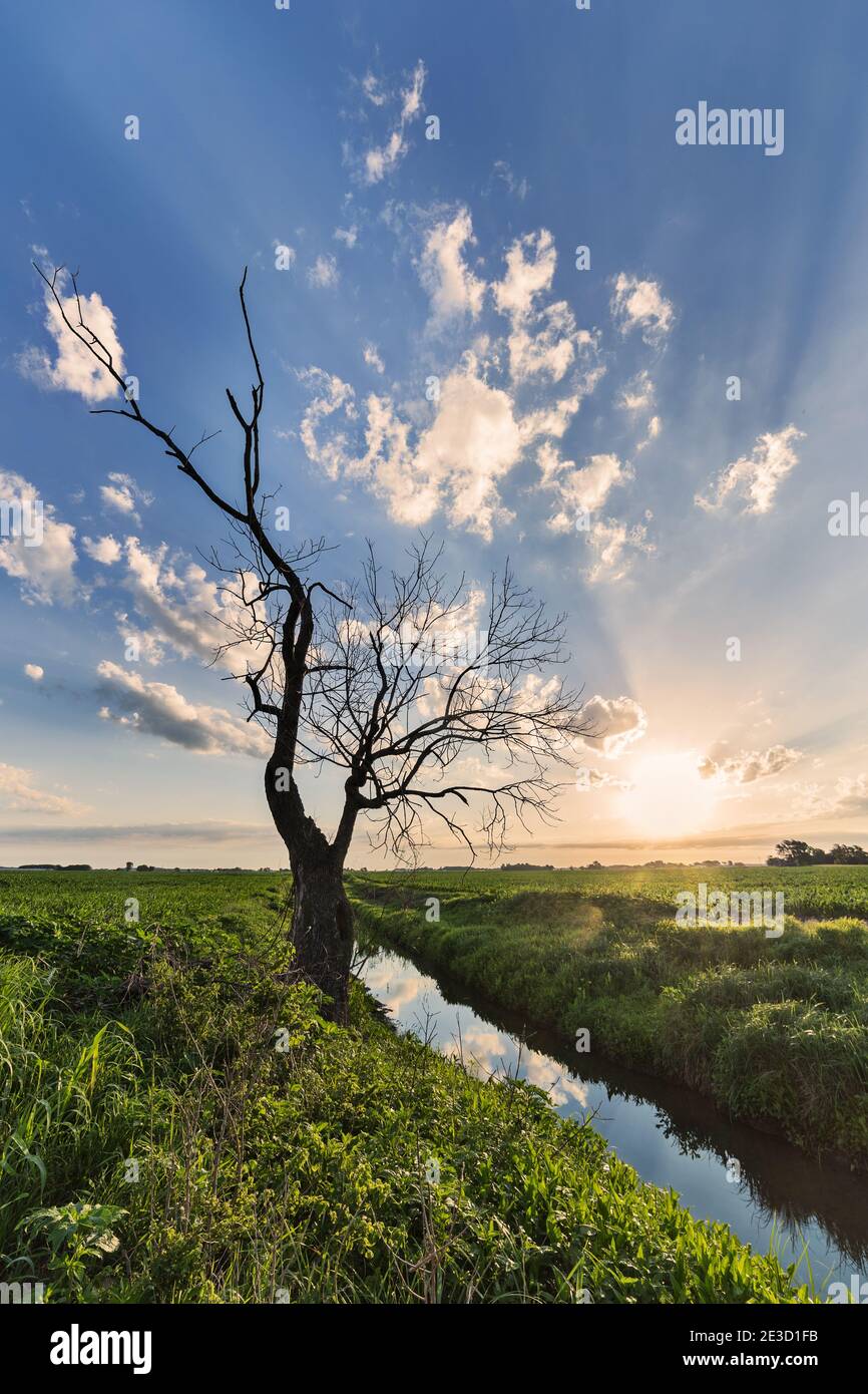 Die Sonne geht auf einem toten schwarzen Walnussbaum an den Ufern eines kleinen offenen Grabens in Jackson County auf. Viele gruseligen Strahlen und weiße Wolken am Himmel. Stockfoto
