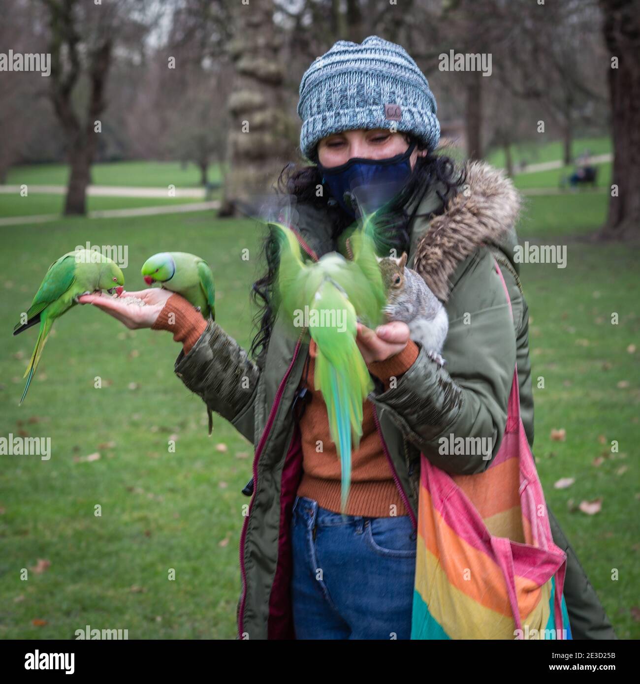 Sittiche und ein Eichhörnchen kommen, um von einem Mitglied der Öffentlichkeit zu ernähren. Stockfoto Sittiche und ein Eichhörnchen kommen, um von einem Mitglied der Öffentlichkeit zu ernähren. Stockfoto
