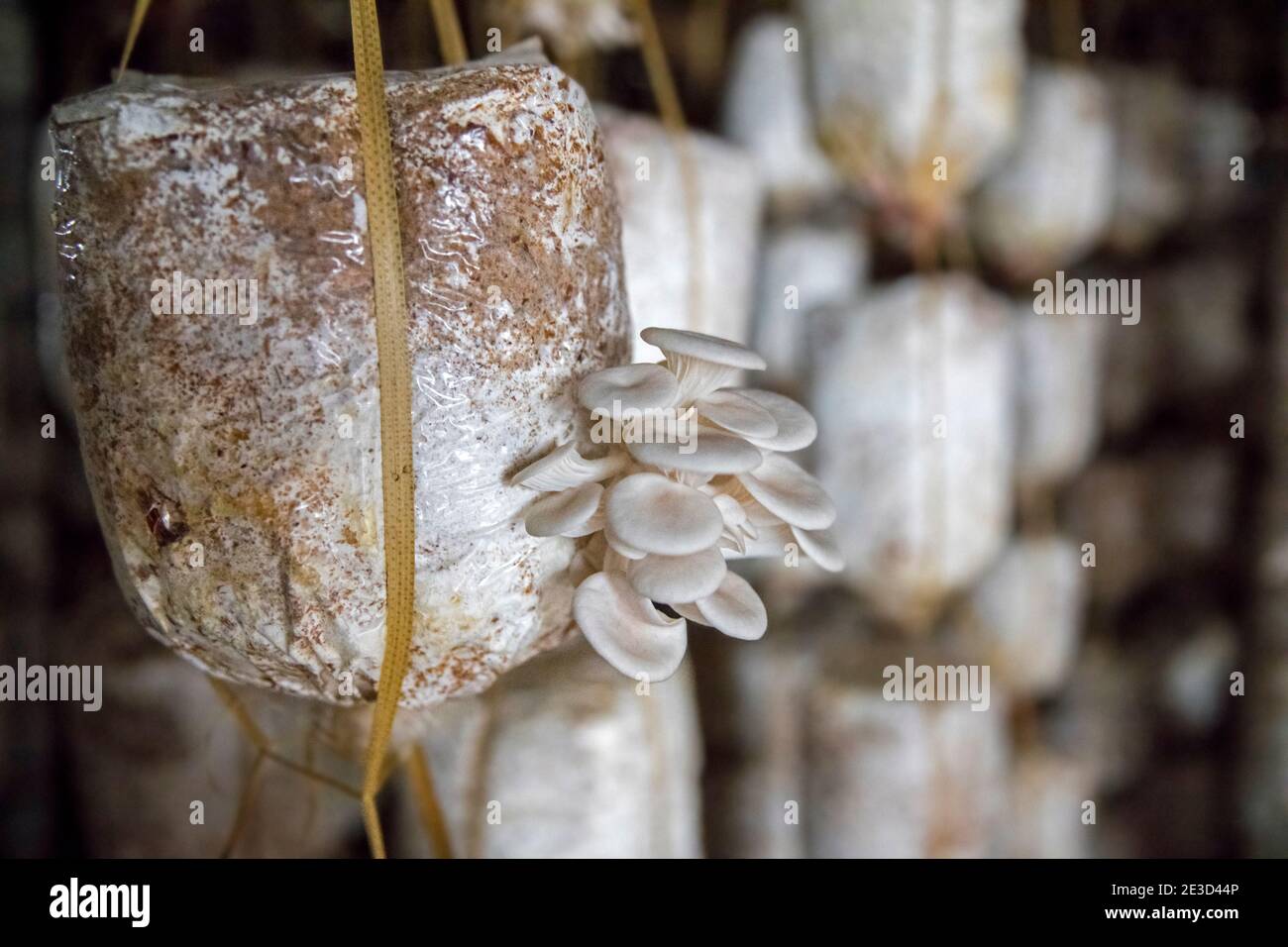 Weiße kultivierte essbare Austernpilze (Pleurotus sp.) in Beutel auf Pilzfarm in der Nähe Halong Bay / Ha Long Bay, Ninh Binh, Vietnam Stockfoto