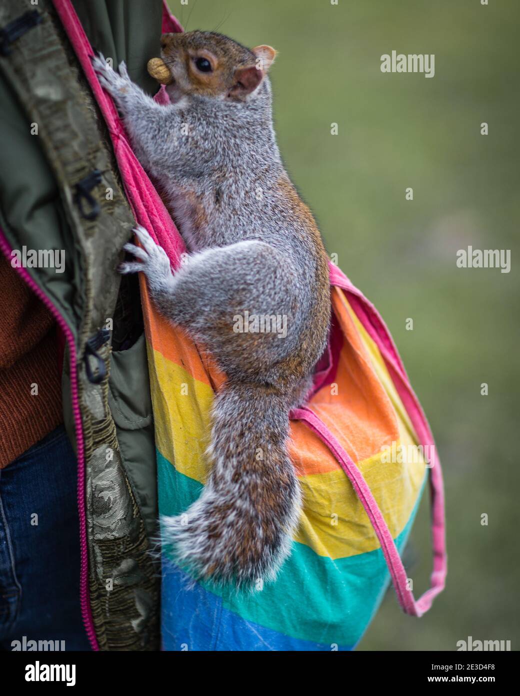 Ein Eichhörnchen posiert mit einer Nuss im Mund in einem Park in London. Stockfoto Ein Eichhörnchen posiert mit einer Nuss im Mund in einem Park in London. Stockfoto