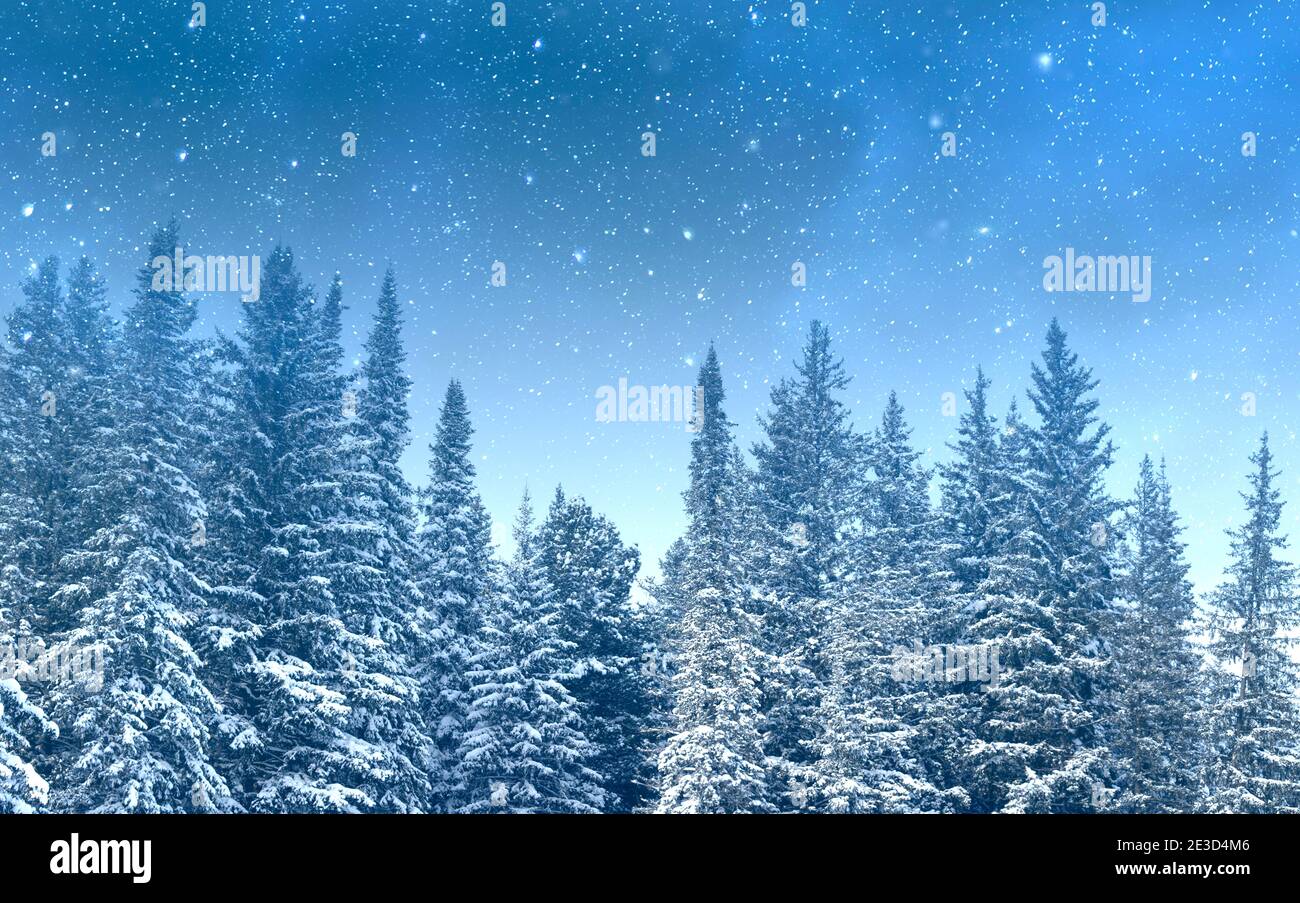 Magische Nacht mit Sternenhimmel, Wald mit Schnee Stockfoto