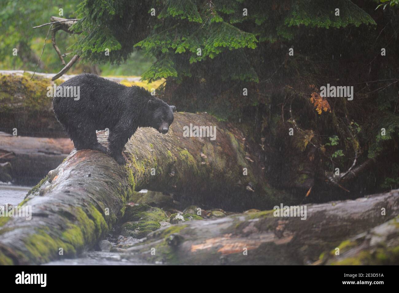 Schwarzgeistbär (Ursus americanus kermodei) Stehen in der Wildnis unter dem starken Regen Stockfoto