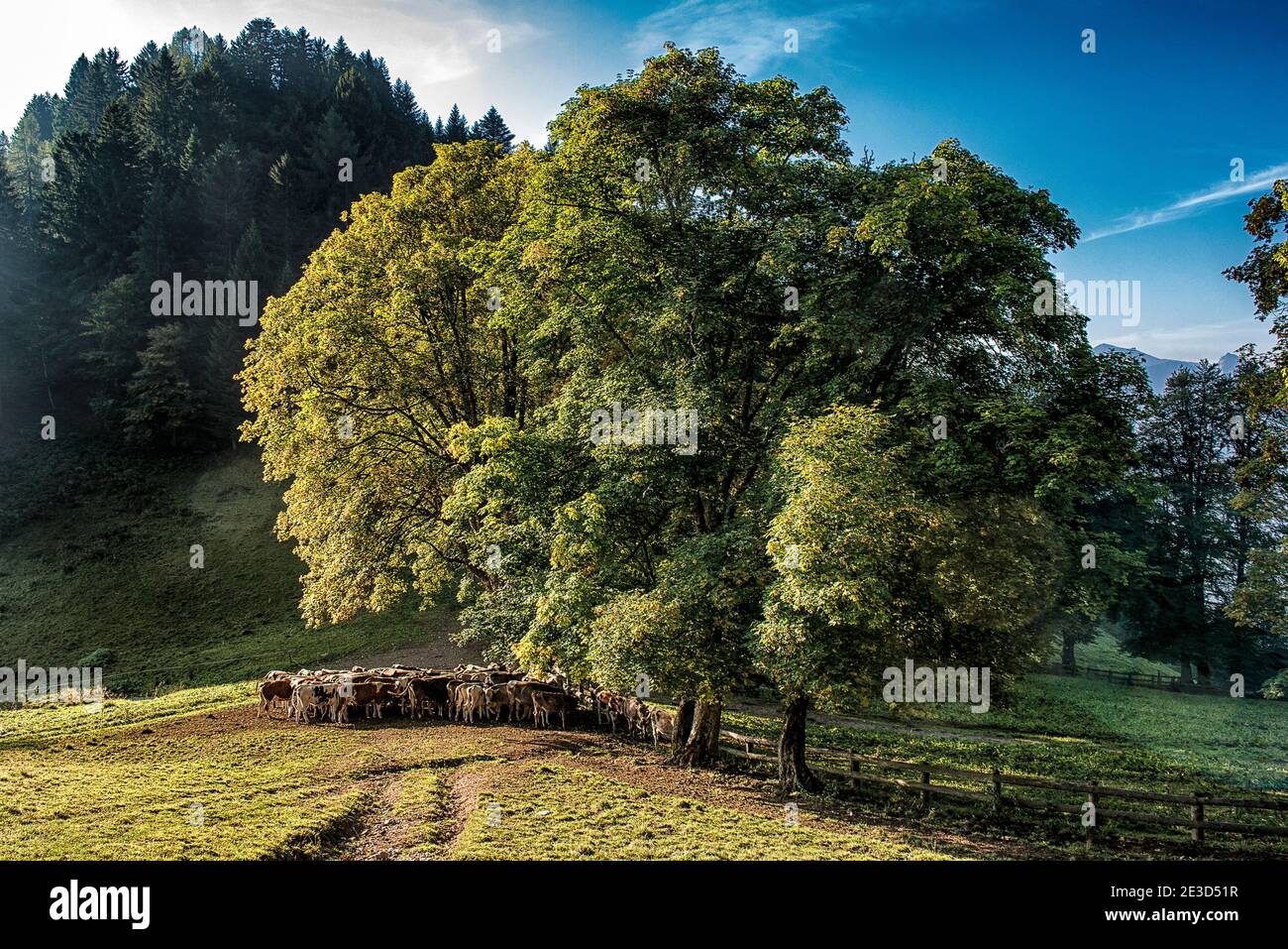 Italien Trentino Sentiero della Pace im Val di Concei - Eine Herde Kühe grasen und ruhen im Schatten Von einem großen Baum in der Nähe der Vies Malga Stockfoto
