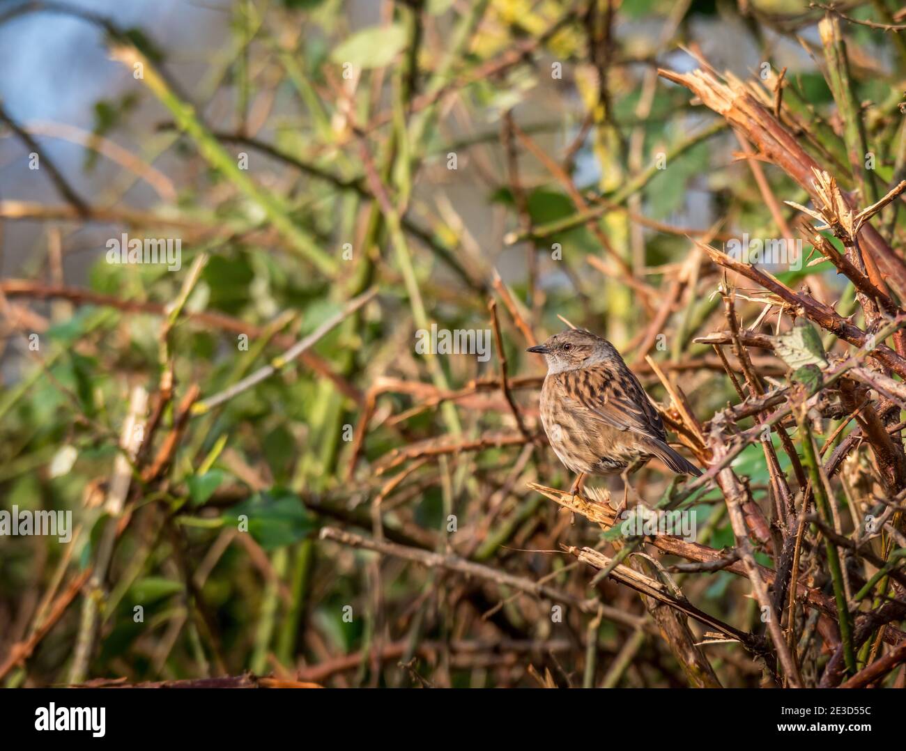 Dunnock, Prunella modularis aka Hedge Sperling, perfekt getarnt in Hecke. VEREINIGTES KÖNIGREICH. Stockfoto