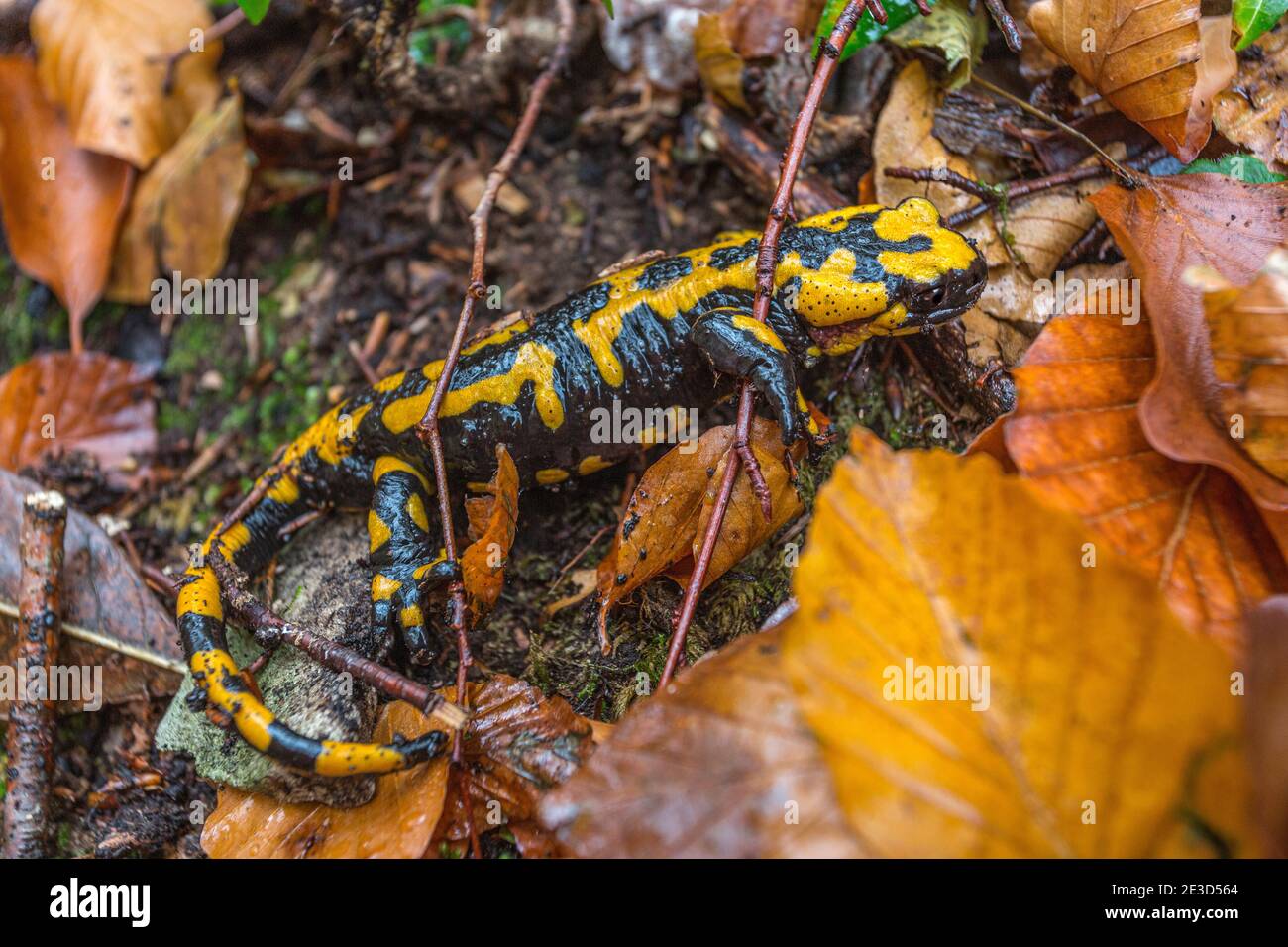 Ein gelber und schwarzer Salamander, Salamandra salamandra gigliolii, versteckt sich unter regengetränkten Blättern. Nationalpark Maiella, Abruzzen, Italien Stockfoto