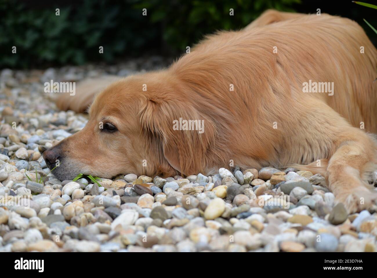 Golden Hovawart Hund ruht im Garten Stockfoto