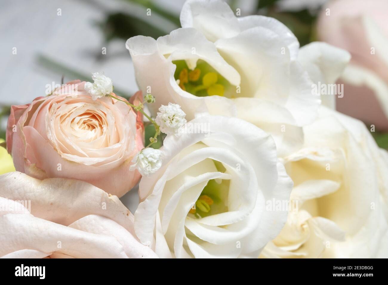 Blumenzusammensetzung von hellen Rosen und eustoma Nahaufnahme. Hochzeitstag Grußkarte. Stockfoto