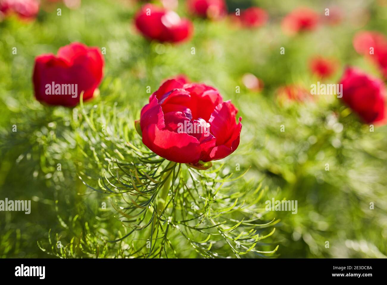 Wilde rote Pfingstrose auf grünem Hintergrund Nahaufnahme. Frühlingsblumen färben sich in der Sonne rot. Schöne Pfingstrosen blühen auf dem Berg. Weichfokus. Stockfoto