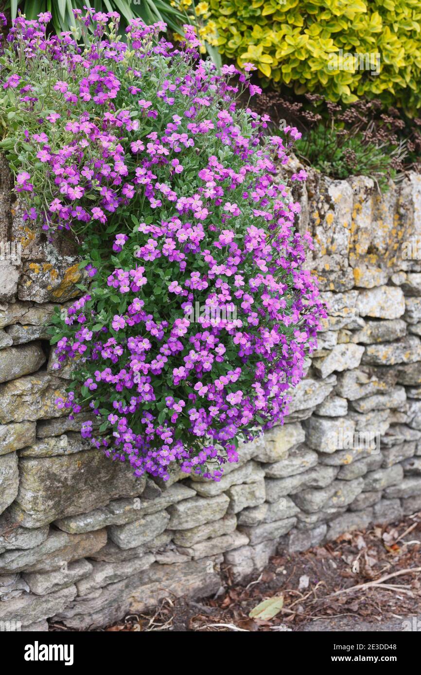 Aubretia blüht im Frühling über einer Steinmauer. Stockfoto
