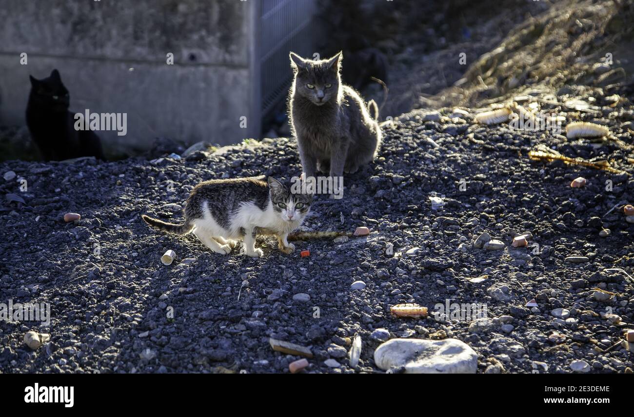 Verlassene Straße Katzen, Tierquälerei, Trauer Stockfoto