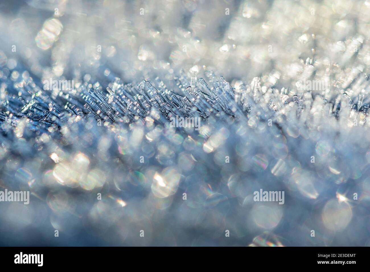 Dunnet Forest Stockfoto