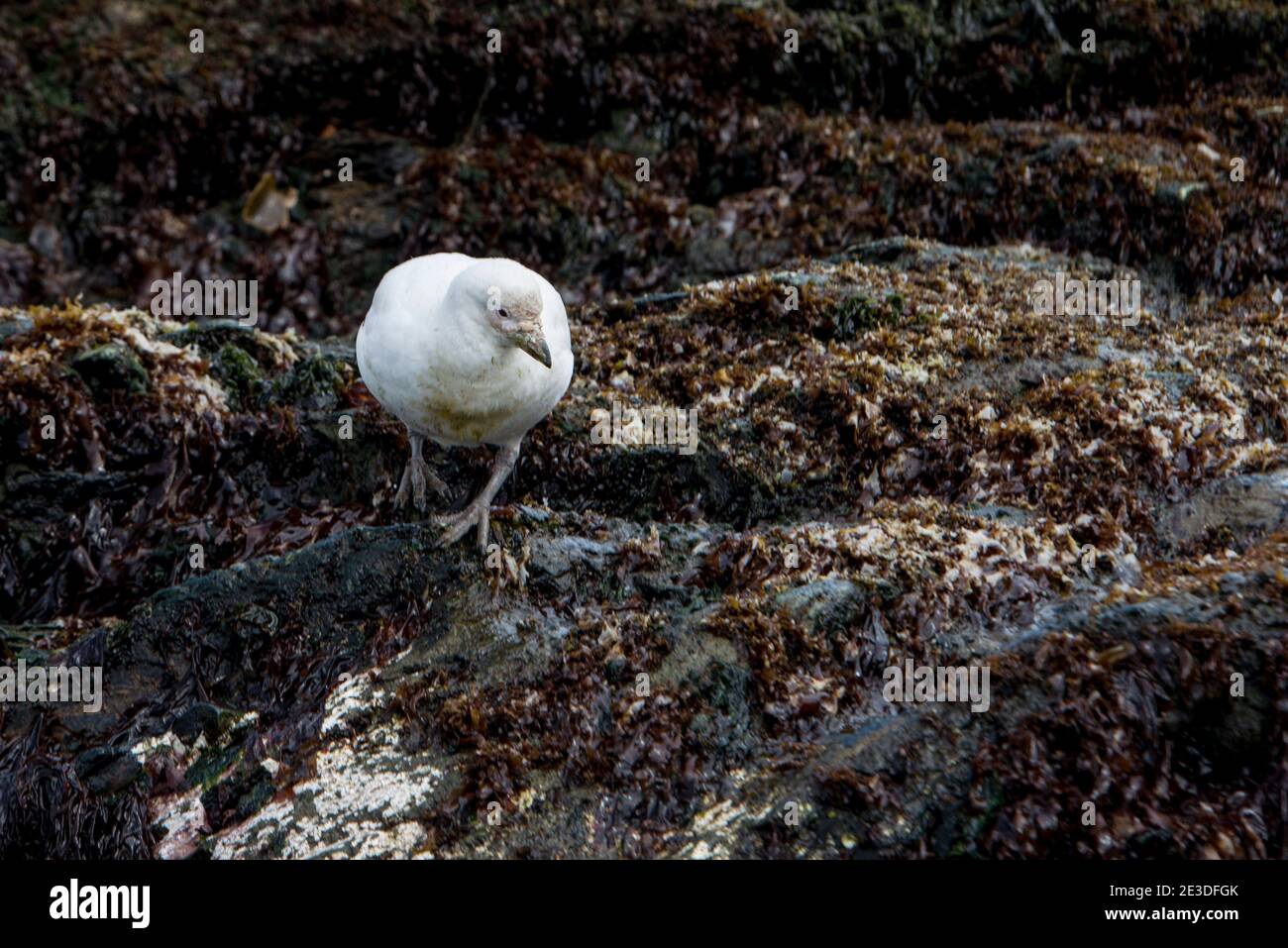 Snowy Sheathbill, Chionis albus, am Strand in Gold Harbor, südgeorgien Insel, Antarktis. Stockfoto