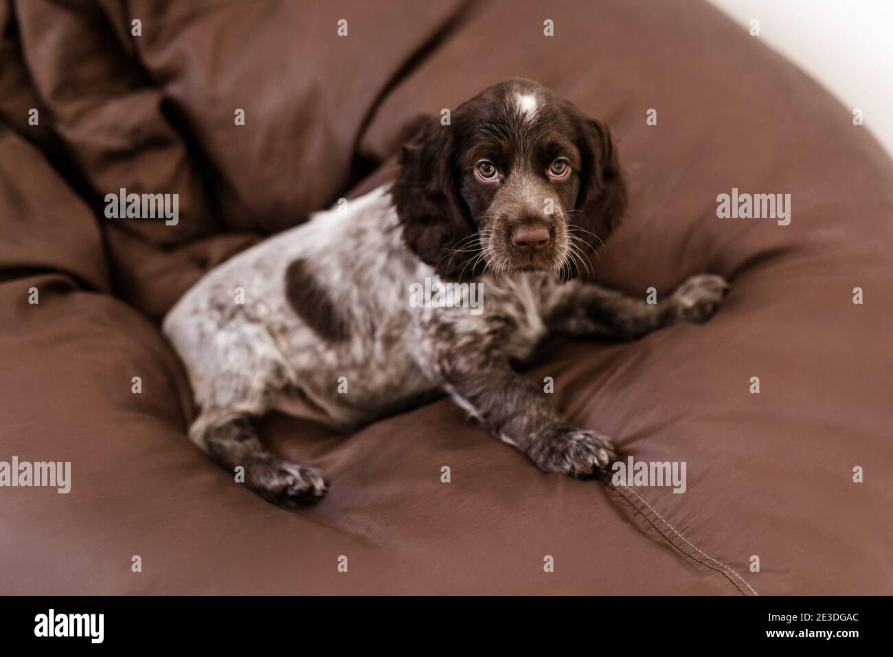 Russian Spaniel Welpe auf brawn Sessel. Stockfoto