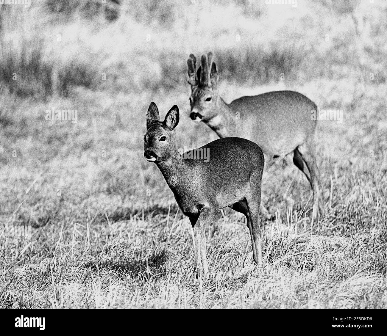 Europäische Rehe (Capreolus Capreolus) Stockfoto