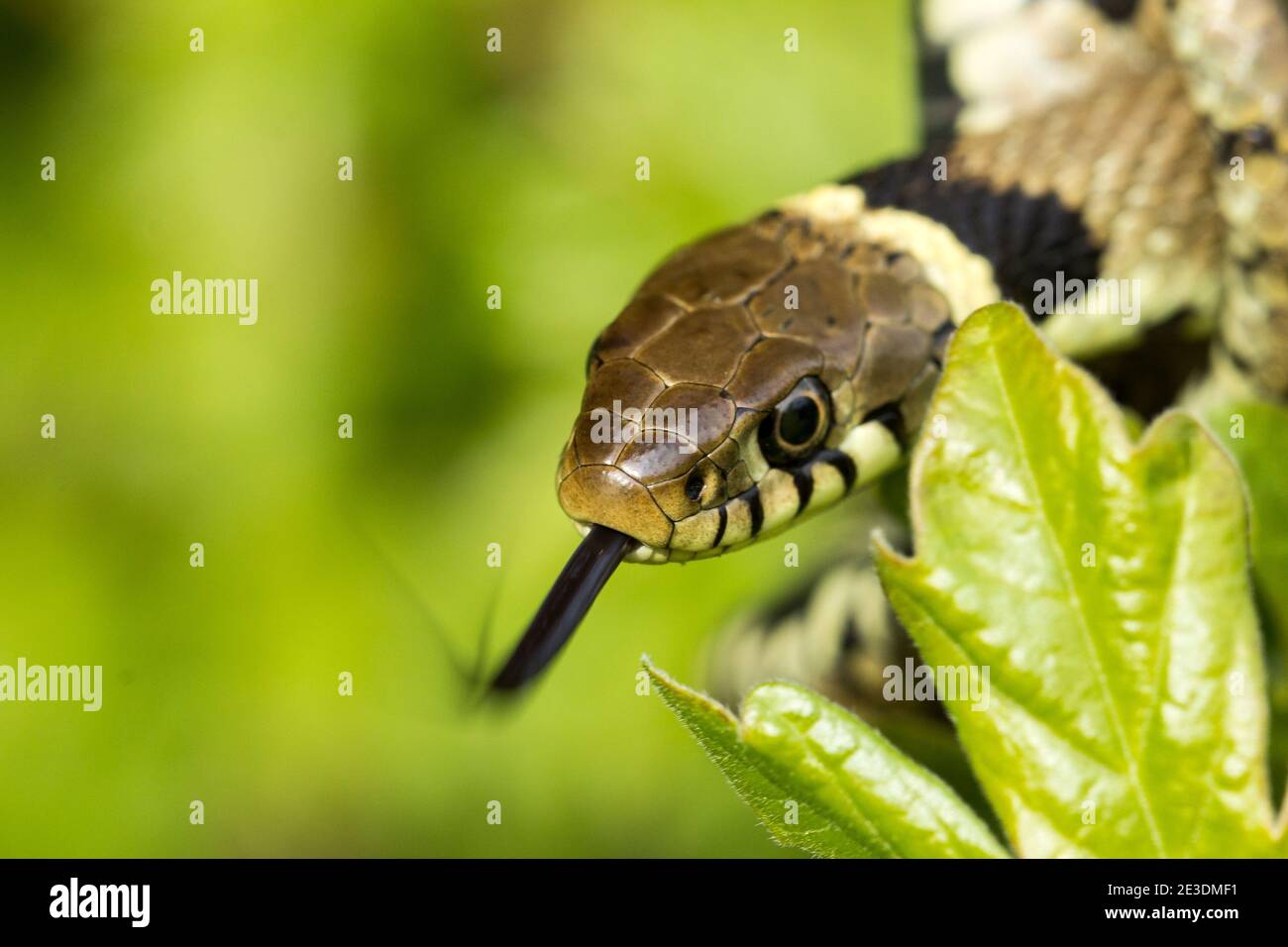 Zaskroniec/Grasschlange (Natrix natrix) Stockfoto