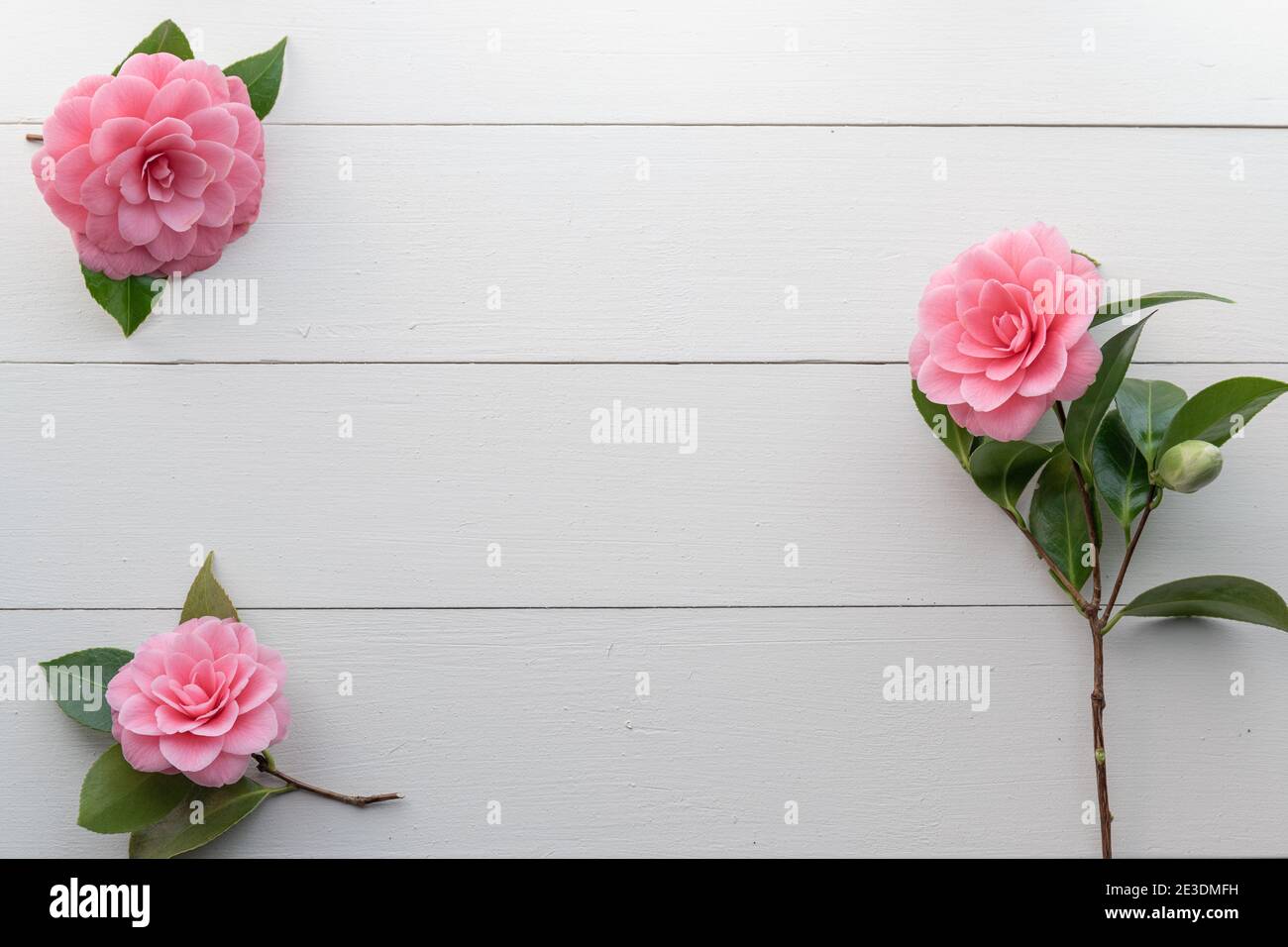Drei rosa Kamelien Blumen auf weißem Holz Hintergrund Stockfoto