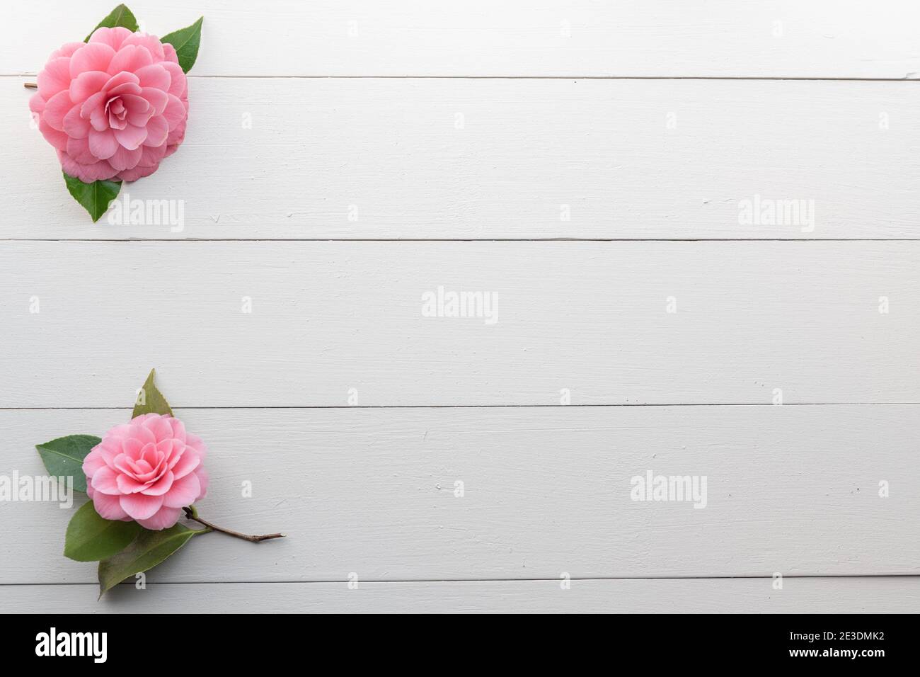 Zwei rosa Kamelien Blumen auf weißem Holz Hintergrund Stockfoto